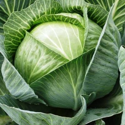 Капуста белокоч. Зимовка Капуста белокоч. Зимовка фото