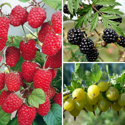 Комплект саженцев Сладких ягод Комплект саженцев Сладких ягод - Dolina-Sad.Ru