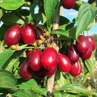 Кизил обыкновенный Кизил обыкновенный - Dolina-Sad.Ru