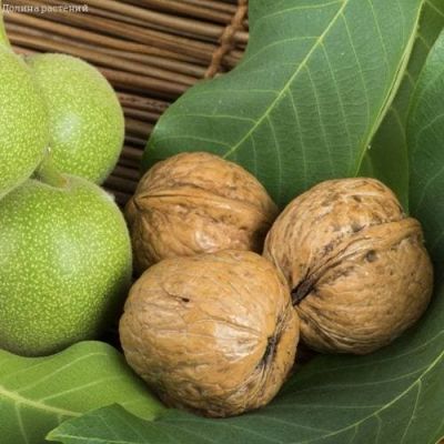 Грецкий орех Великан Грецкий орех Великан фото