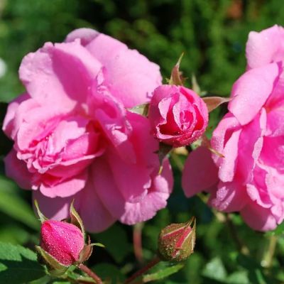 Роза Пинк Вейл Роза Пинк Вейл - Dolina-Sad.Ru