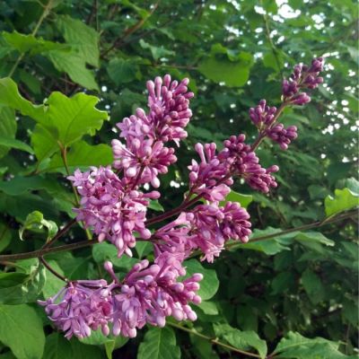 Сирень венгерская, С3 Сирень венгерская, С3 - Dolina-Sad.Ru