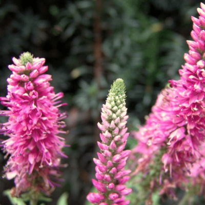 Вероника колосистая Роза Цверг , x фото