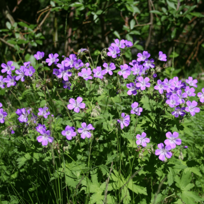 Герань лесная Мэйфлауэр , X Герань лесная Мэйфлауэр , X фото