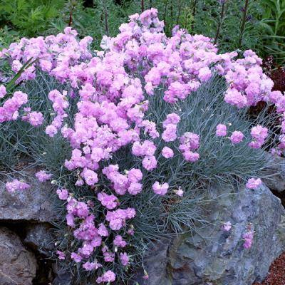 Гвоздика перистая "Дабл Роуз" Гвоздика перистая "Дабл Роуз" фото