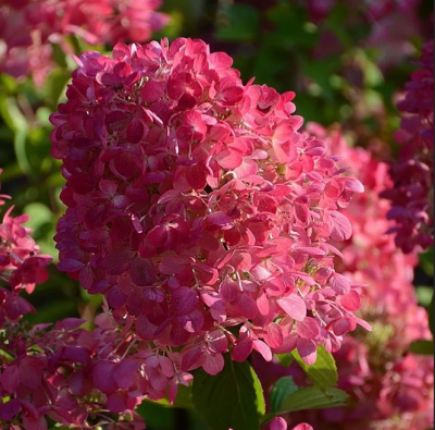 Гортензия метельчатая Вимс Ред, С3 Гортензия метельчатая Вимс Ред, С3 - Dolina-Sad.Ru