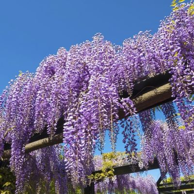 Глициния китайская, С3 - Dolina-Sad.Ru