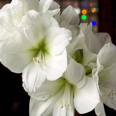 Амариллис Антарктика Амариллис Антарктика фото