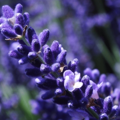 Лаванда узколистная Хидкот фото