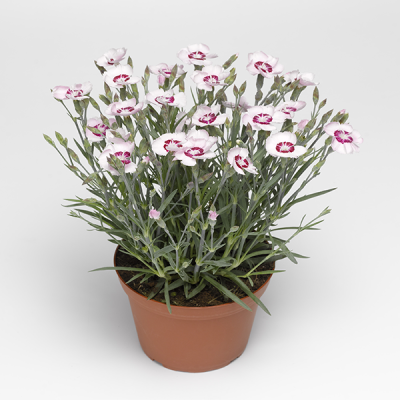 Гвоздика перистая "Дикси Пинк" Гвоздика перистая "Дикси Пинк" фото