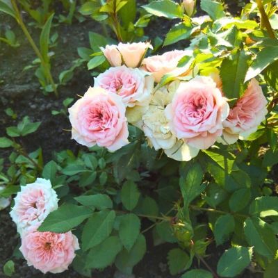 Роза Даниэла Роза Даниэла - Dolina-Sad.Ru