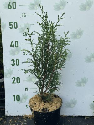 Туя складчатая Мартин, С2 - Dolina-Sad.Ru