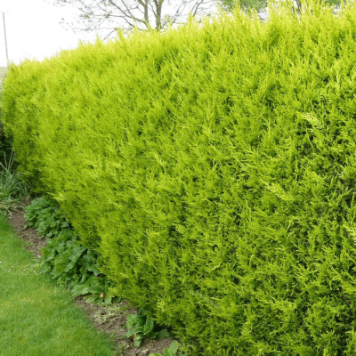 Купрессоципарис Лейланда Роббинс Голд Купрессоципарис Лейланда Роббинс Голд фото