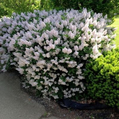 Сирень раскидистая Мисс Ким, С3 Сирень раскидистая Мисс Ким, С3 - Dolina-Sad.Ru