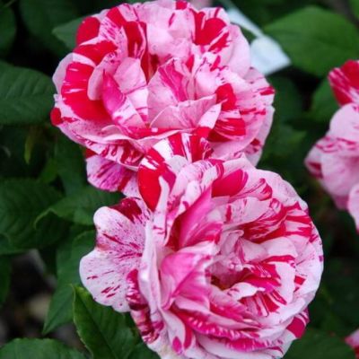 Роза Фердинанд Пичард Роза Фердинанд Пичард - Dolina-Sad.Ru