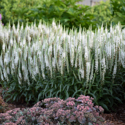 Вероника Вайт Вероника Вайт фото