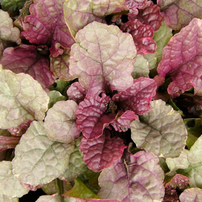 Живучка ползучая "Шугар Плам" Живучка ползучая "Шугар Плам" фото