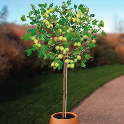 Крыжовник на штамбе Куршу Крыжовник на штамбе Куршу фото