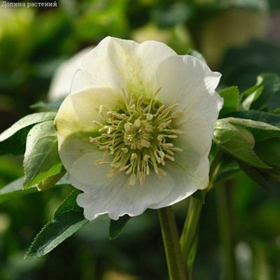 Морозник Претти Эллен Вайт - Dolina-Sad.Ru