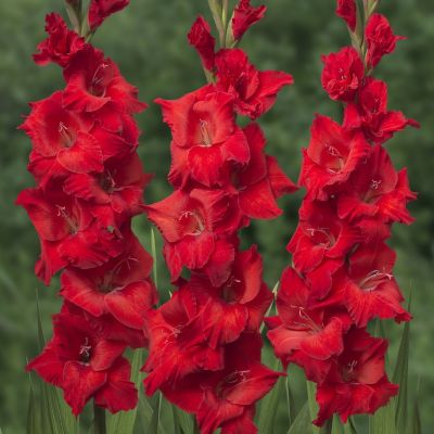 Гладиолус Кир Роял Гладиолус Кир Роял - Dolina-Sad.Ru