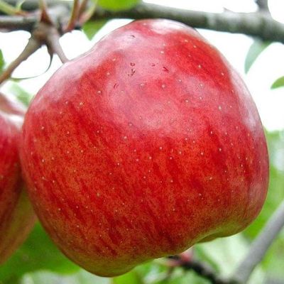 Яблоня Ред Фри/Летняя Яблоня Ред Фри/Летняя фото