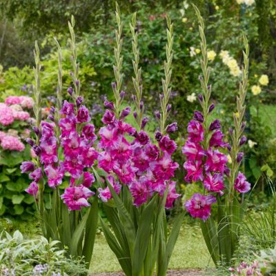 Гладиолус Фиолетовое искусство - Dolina-Sad.Ru