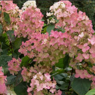 Гортензия метельчатая Пинк Даймонд, С3 Гортензия метельчатая Пинк Даймонд, С3 - Dolina-Sad.Ru