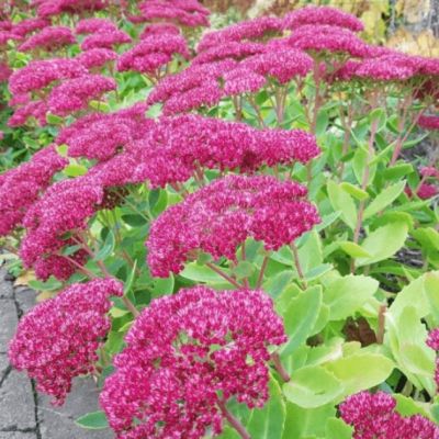 Седум видный Карл , P9 Седум видный Карл , P9 фото