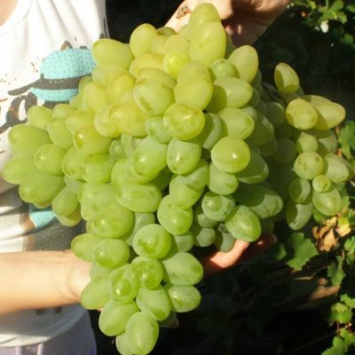 Виноград Бажена Виноград Бажена фото