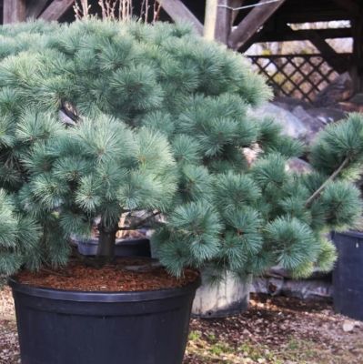 Сосна Веймутова фото