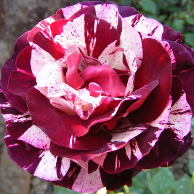 Роза Нью Имейдж Роза Нью Имейдж фото