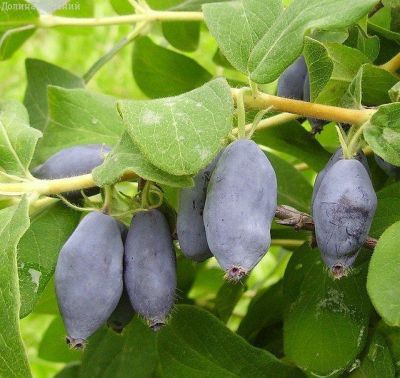 Жимолость Морена Крупноплодная (саженец 2 года) Жимолость Морена Крупноплодная (саженец 2 года) - Dolina-Sad.Ru