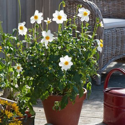 Георгина Снизи - Dolina-Sad.Ru