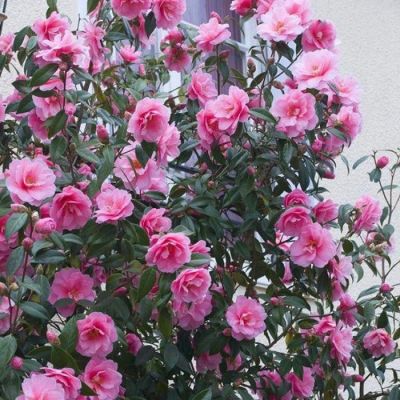 Камелия японская Спринг Фестиваль Камелия японская Спринг Фестиваль - Dolina-Sad.Ru