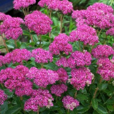 Седум видный Карл , P9 Седум видный Карл , P9 фото