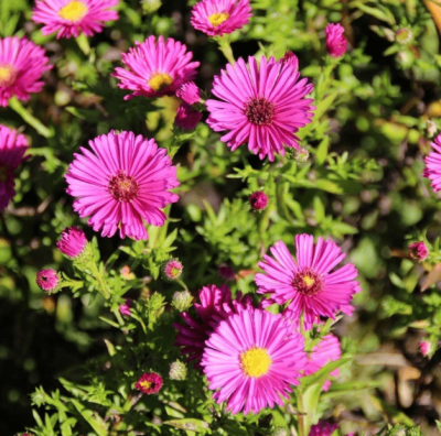 Астра кустарниковая Дженни фото