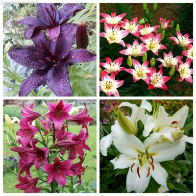 Комплект сортов Лилий Комплект сортов Лилий фото