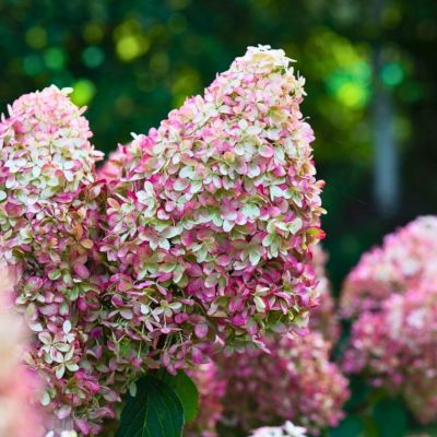 Гортензия метельчатая Роял Флауэр - Dolina-Sad.Ru