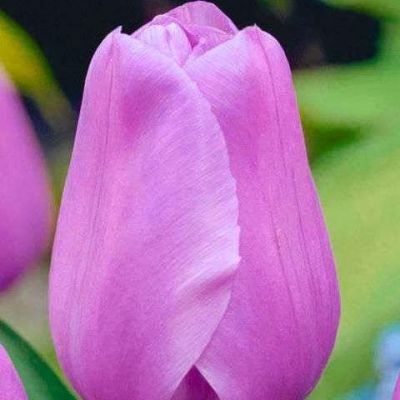 Тюльпан Алиби Тюльпан Алиби фото