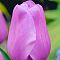 Тюльпан Алиби Тюльпан Алиби фото