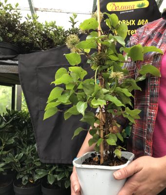 Клематис Фрау Сюзан Клематис Фрау Сюзан фото