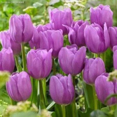 Тюльпан Алиби Тюльпан Алиби фото