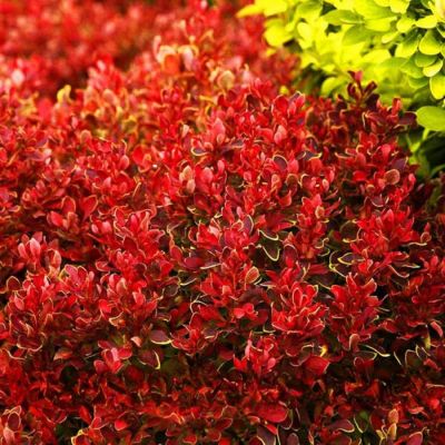 Барбарис Тунберга Голден Руби - Dolina-Sad.Ru