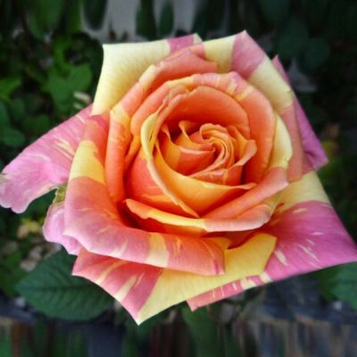 Роза Фиеста Роза Фиеста - Dolina-Sad.Ru