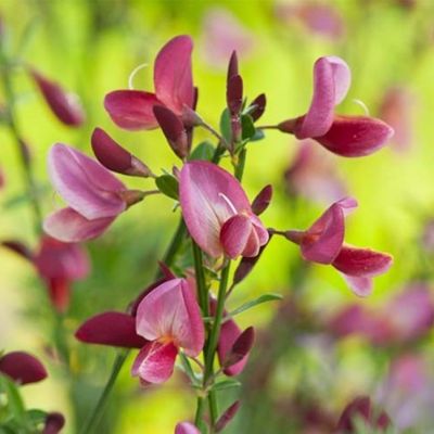 Ракитник Голландия Ракитник Голландия фото