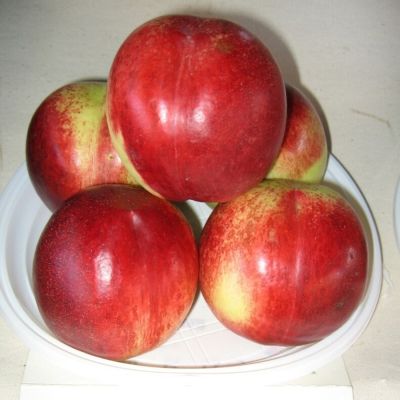 Нектарин Калдеси Нектарин Калдеси - Dolina-Sad.Ru