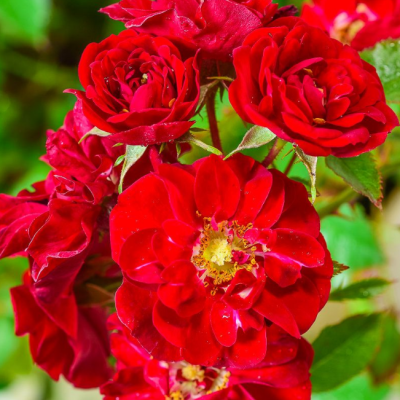 Роза Аустриана Роза Аустриана фото