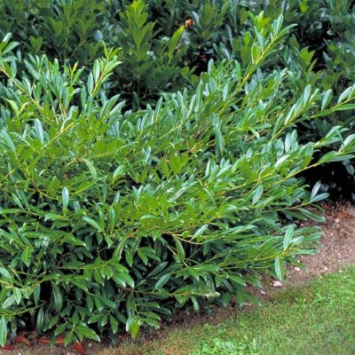 Лавровишня Забелиана Лавровишня Забелиана - Dolina-Sad.Ru