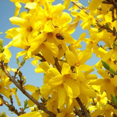 Форзиция промежуточная Уикенд, С3 - Dolina-Sad.Ru