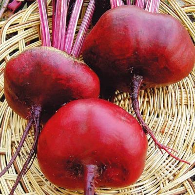 Свекла Египетская Плоская фото